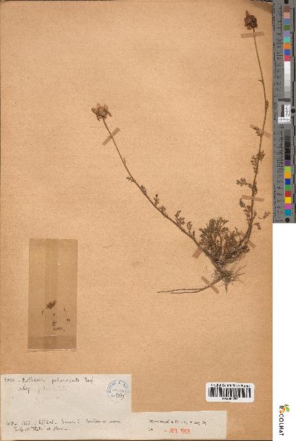 spécimen de Anthemis pedunculata