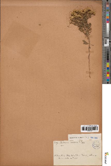 spécimen de Anthemis boveana