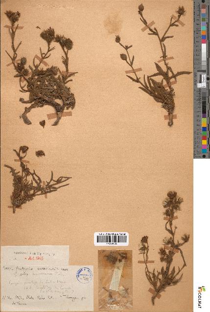 spécimen de Andryala canariensis
