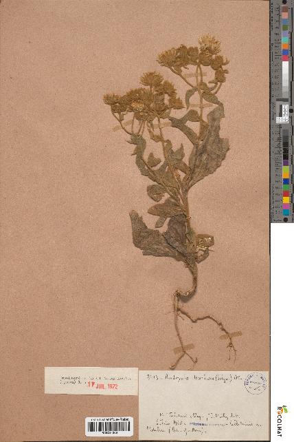 spécimen de Andryala laxiflora