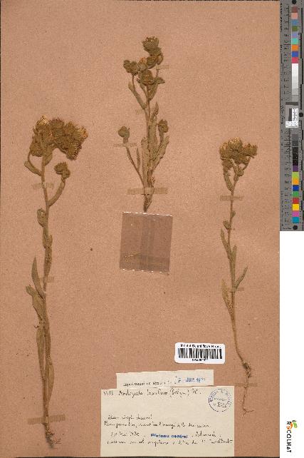 spécimen de Andryala laxiflora