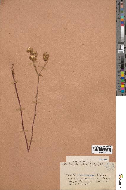 spécimen de Andryala laxiflora