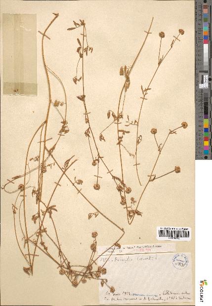 spécimen de Anthyllis gerardii