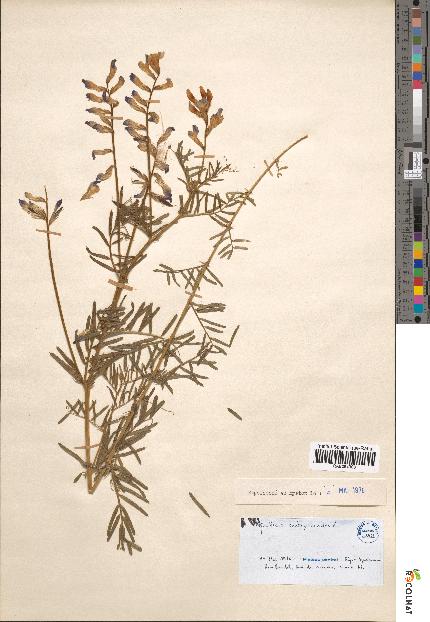 spécimen de Vicia onobrychioides