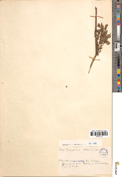 spécimen de Dorycnium rectum
