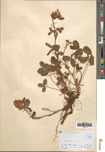 spécimen de Trifolium pratense