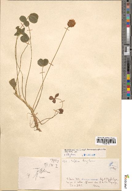 spécimen de Trifolium fragiferum