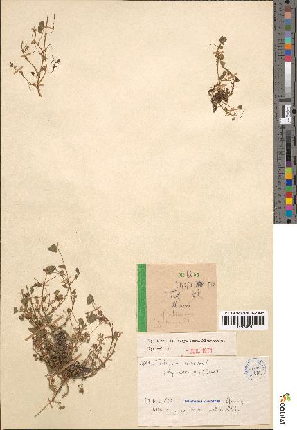spécimen de Trifolium retusum