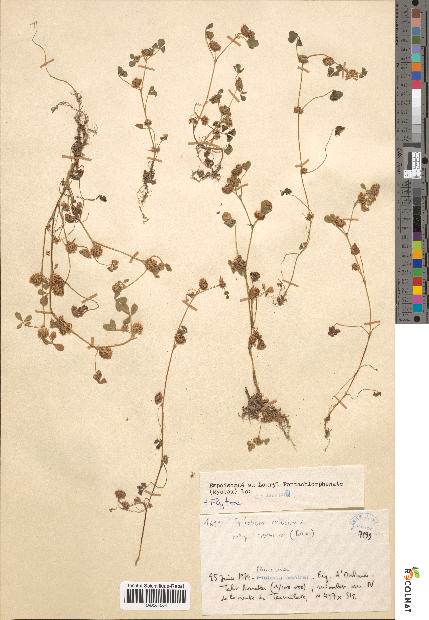 spécimen de Trifolium retusum