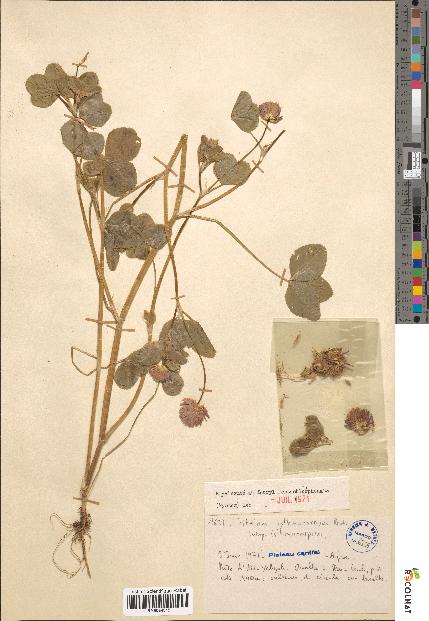 spécimen de Trifolium isthmocarpum