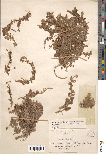 spécimen de Campanula mollis