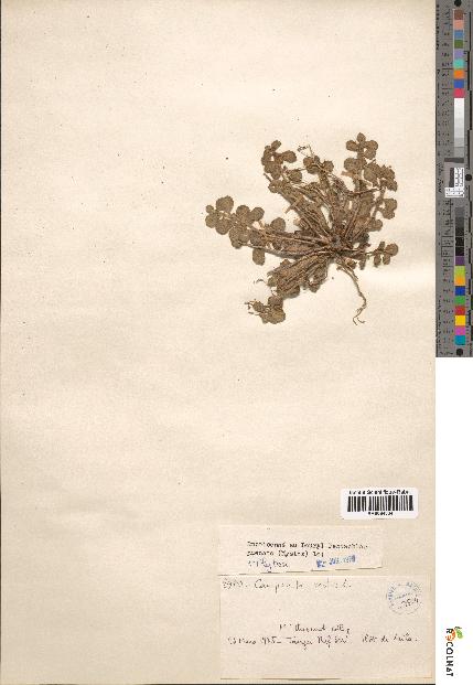 spécimen de Campanula mollis