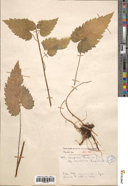 spécimen de Campanula trachelium