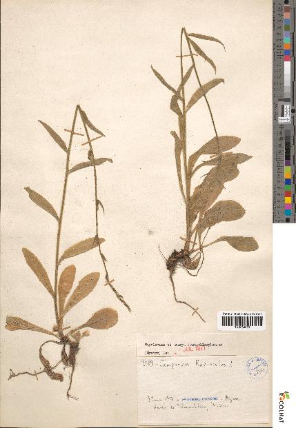 spécimen de Campanula rapunculus