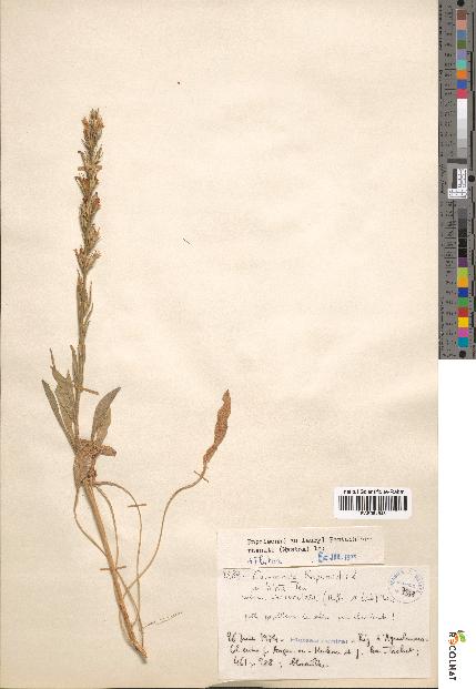 spécimen de Campanula rapunculus