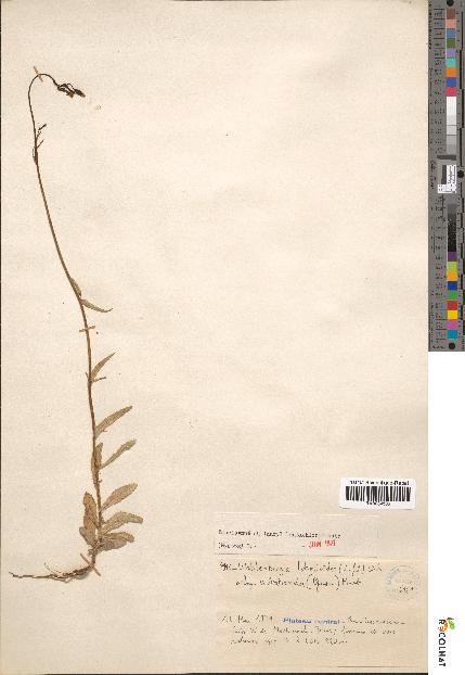 spécimen de Wahlenbergia lobelioides