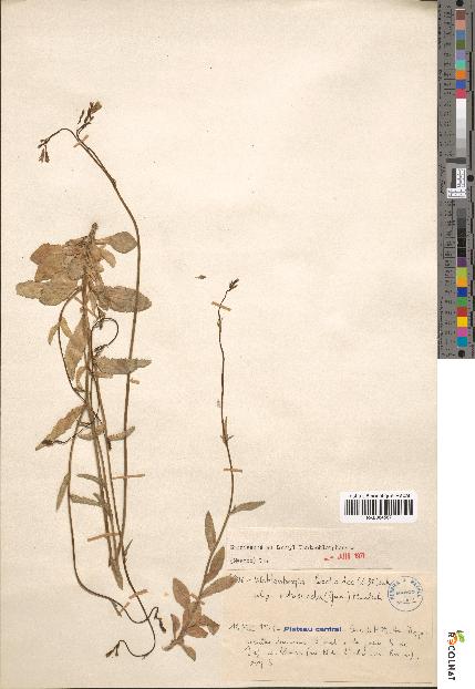 spécimen de Wahlenbergia lobelioides