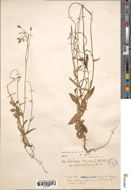 spécimen de Wahlenbergia lobelioides