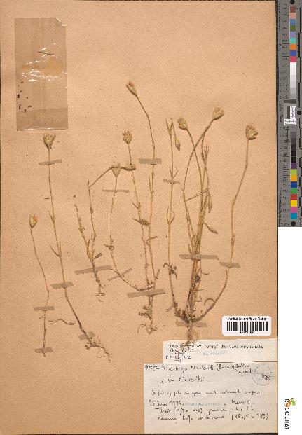 spécimen de Petrorhagia nanteuilii