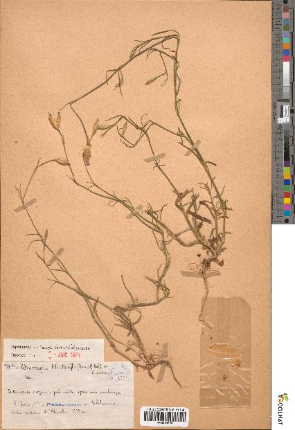 spécimen de Petrorhagia nanteuilii