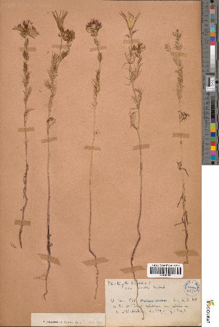spécimen de Nigella hispanica