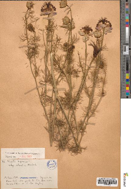 spécimen de Nigella hispanica