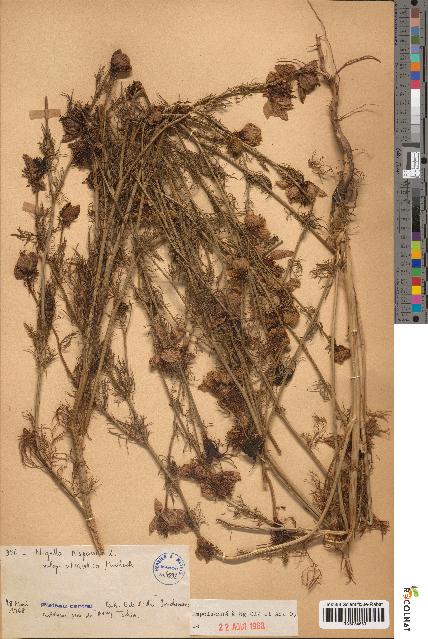spécimen de Nigella hispanica