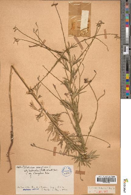 spécimen de Delphinium peregrinum