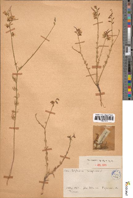 spécimen de Delphinium peregrinum