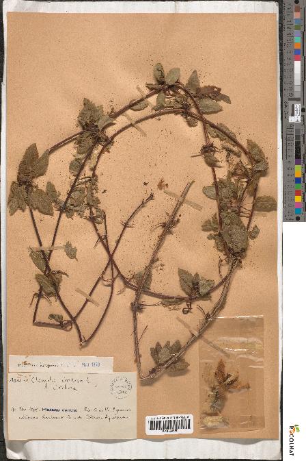 spécimen de Clematis cirrhosa