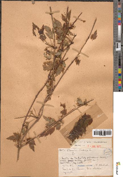spécimen de Clematis cirrhosa
