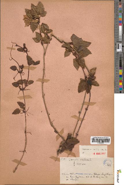 spécimen de Clematis cirrhosa
