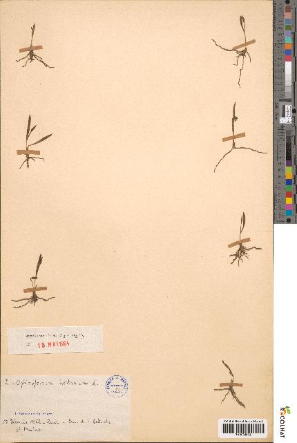 spécimen de Ophioglossum lusitanicum