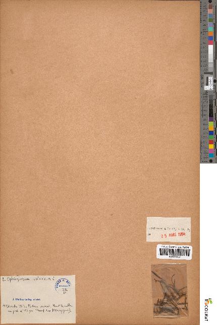 spécimen de Ophioglossum lusitanicum