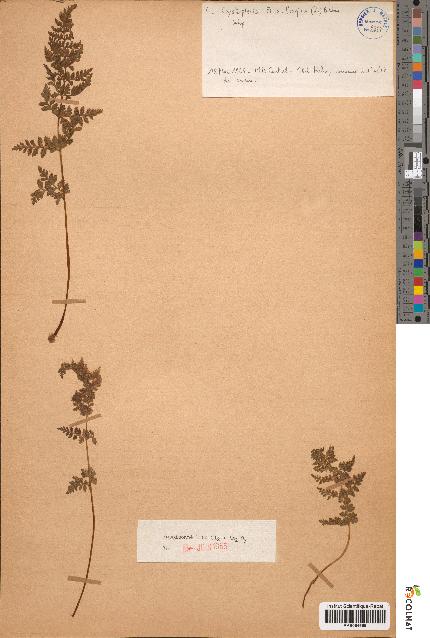 spécimen de Cystopteris filix-fragilis
