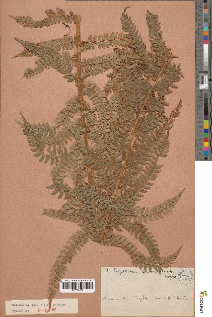 spécimen de Polystichum setiferum
