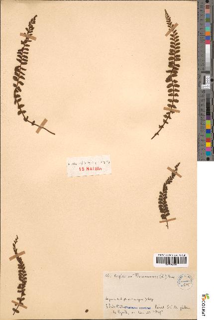 spécimen de Asplenium trichomanes