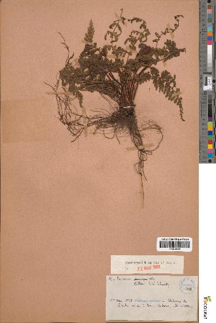 spécimen de Asplenium billotii