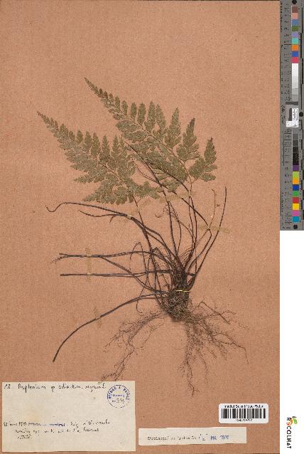 spécimen de Asplenium gr. adiantum-nigrum