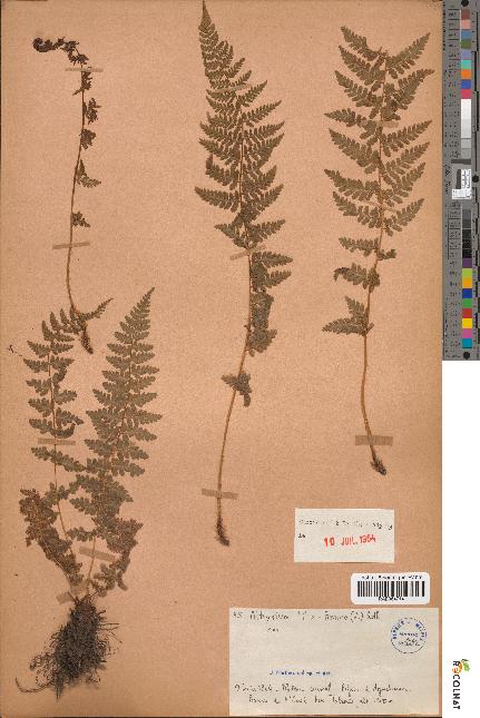 spécimen de Athyrium filix-femina