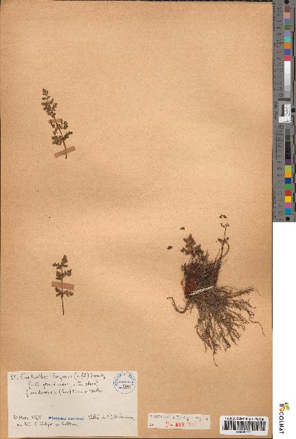 spécimen de Cheilanthes fragrans