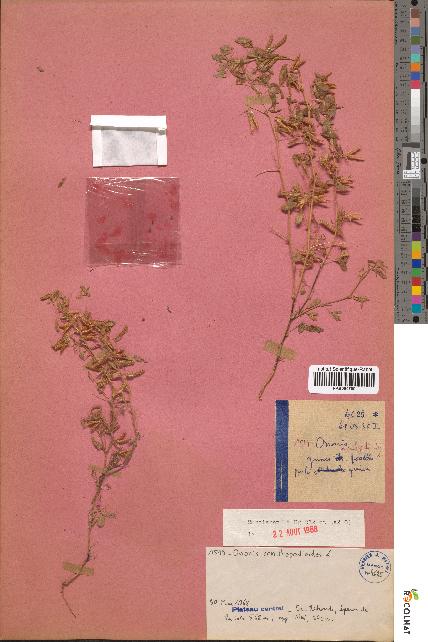spécimen de Ononis ornithopodioides