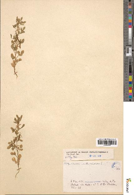 spécimen de Ononis ornithopodioides