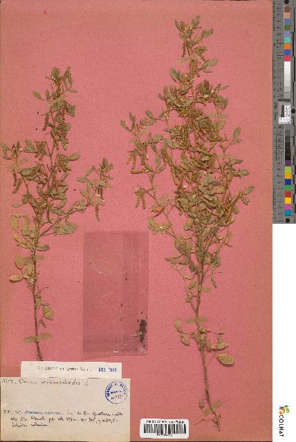 spécimen de Ononis ornithopodioides