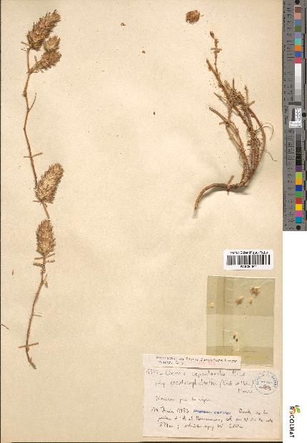 spécimen de Ononis cephalantha