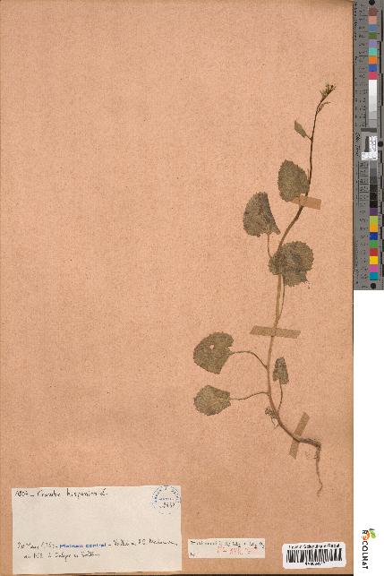 spécimen de Crambe hispanica