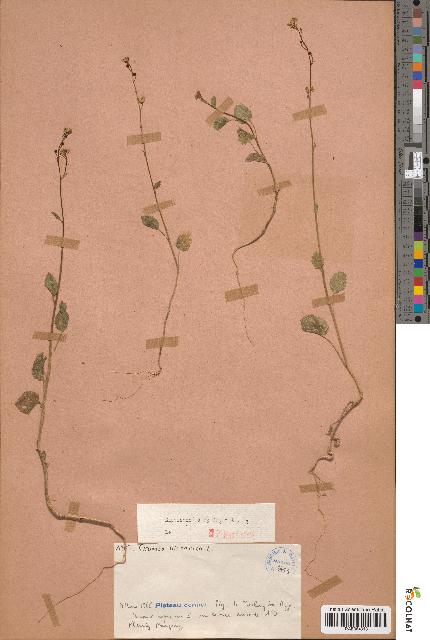 spécimen de Crambe hispanica