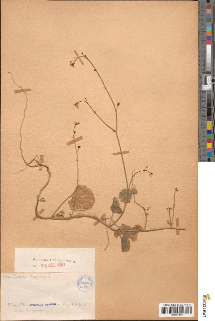 spécimen de Crambe hispanica