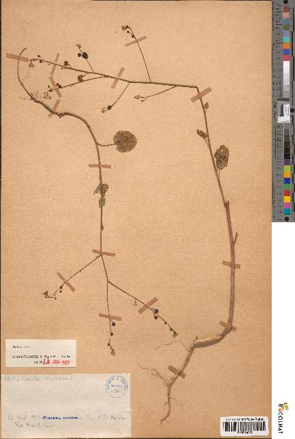 spécimen de Crambe hispanica