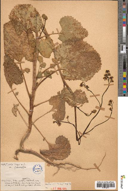 spécimen de Crambe hispanica